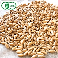 ドイツ産 有機スペルト小麦 玄麦（丸粒） 1kg 古代種